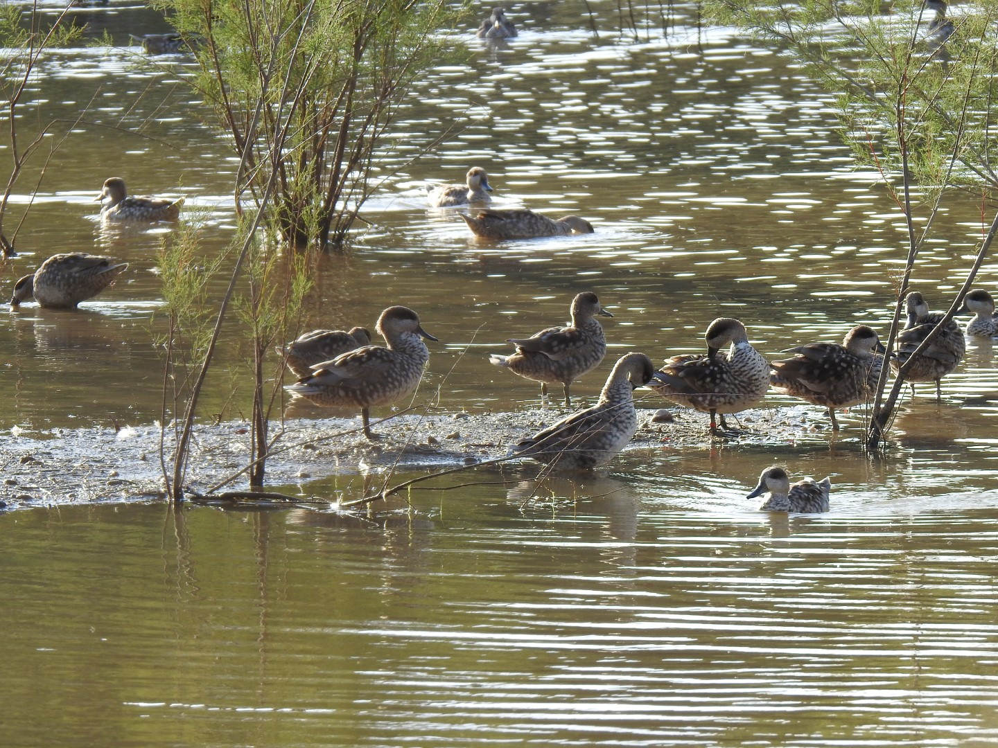 Cercetas pardillas